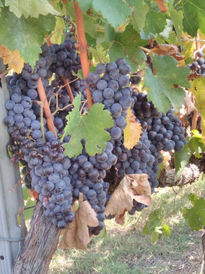 Affittacamere La Residenza Di Campagna Manciano Esterno foto